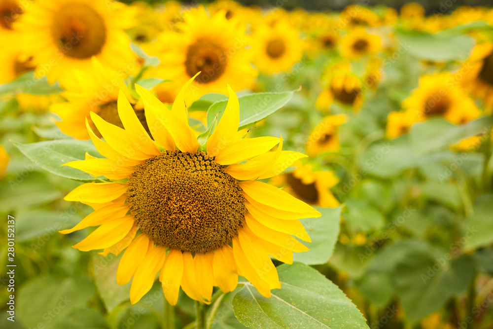 fields of bright flowering sunflowers