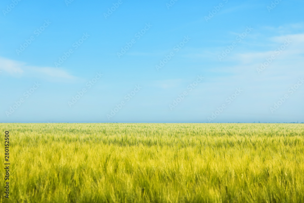 Green wheat field on sunny day Green wheat field on sunny day