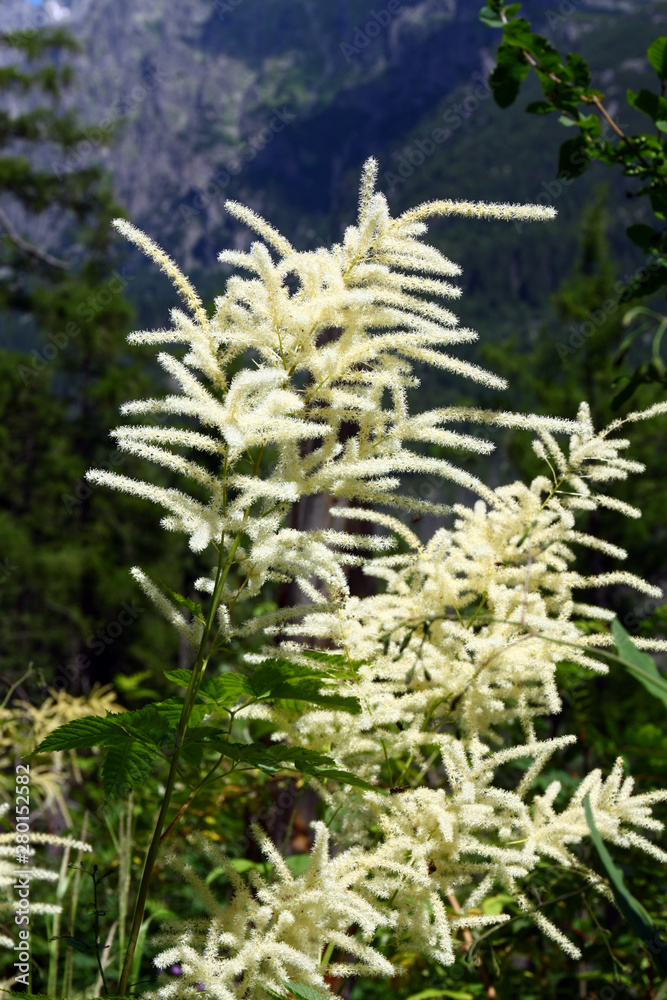 Flowers Aruncus dioicus Flowers Aruncus dioicus
