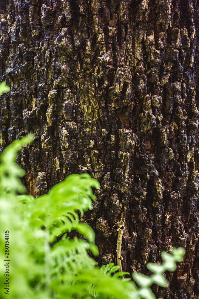 Naklejka premium Green MOSS on tree bark in the rain forest