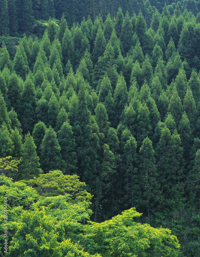 Fototapeta premium view of green forest