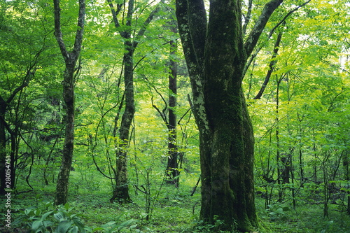 trees in the forest