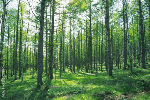 forest in spring