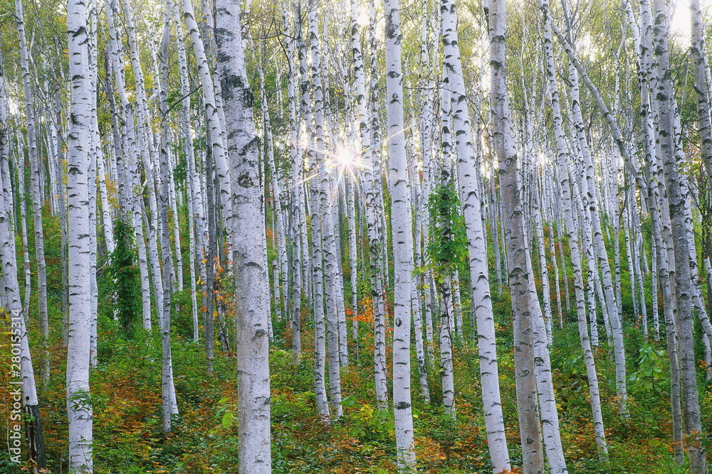 Obraz premium trees in forest