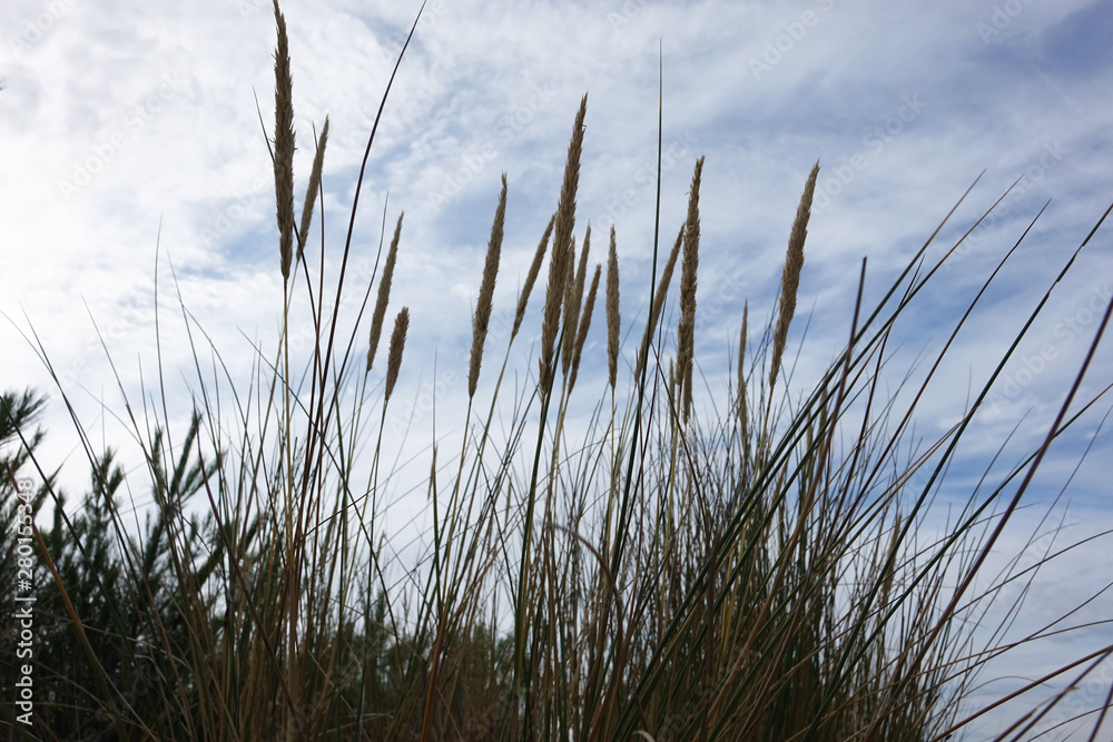 France. The landscapes of the Dunes du PIlat at the Atlantique coast France. The landscapes of the Dunes du PIlat at the Atlantique coast