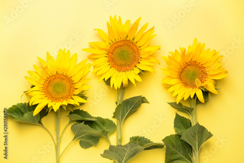 Fototapeta Naklejka Na Ścianę i Meble -  Beautiful sunflowers on color background