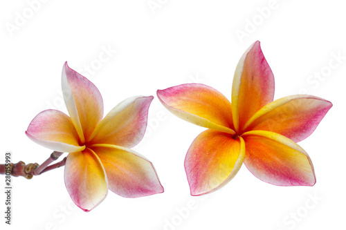 Frangipani, Pumeria, Frangipanni, isolated on white background