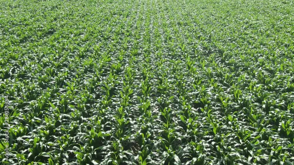 Flying down backwards over moving green corn field. Flying down backwards over moving green corn field.
