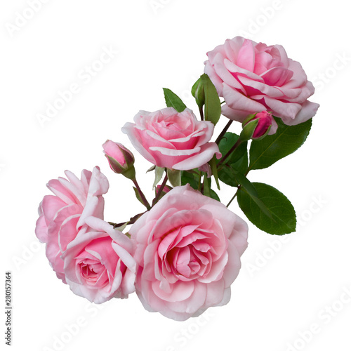 Pink rose flowers arrangement isolated on white background