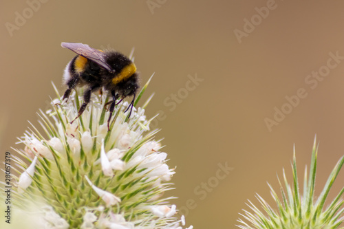 Emsige schwarz-gelb-gestreifte Hummel bestäubt fleißig weiße Blüten in Kugelform vor grünem Hintergrund in Frühling und Sommer zur Honigproduktion photo