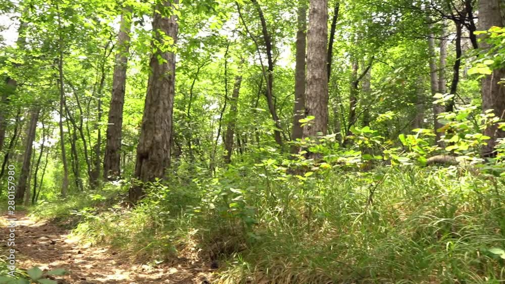 Young beautiful woman on a mountain bike in the forest Young beautiful woman on a mountain bike in the forest