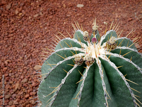 Various types of cactus in pots.