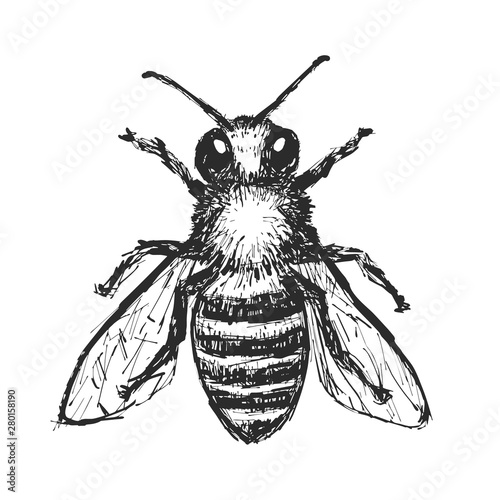 Hand Drawn Honey Bee. Black Bee Illustration On White Background. Vector Element.