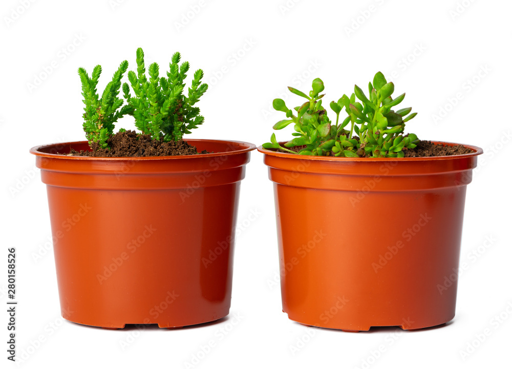 Pots with succulent plants isolated on white background Pots with succulent plants isolated on white background