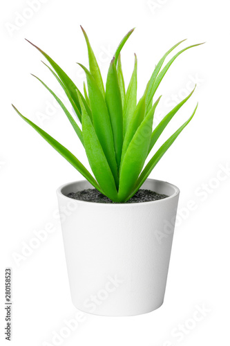 Potted succulent plant isolated on white background