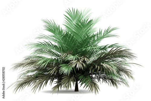 butia palm tree isolated on white background