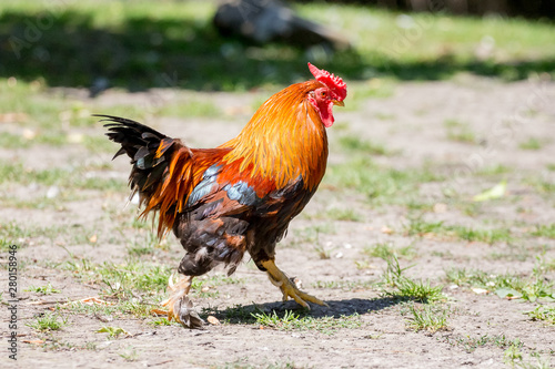 A dwarf cock go by the farmstead farm_