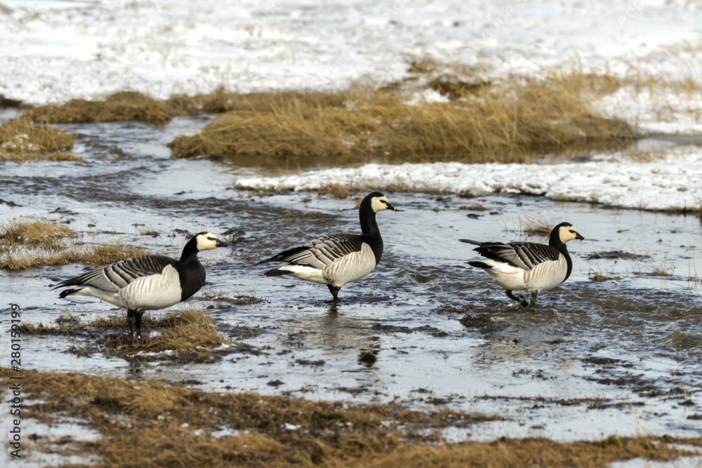 Bernache nonnette, Branta leucopsis, Barnacle Goose, Norvège, Spitzberg, Svalbard