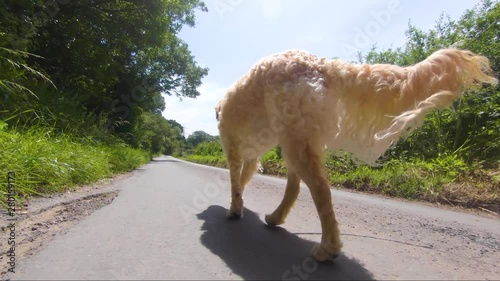 slow motion low angle of a unique and new bread goldendoodle walking on a leash or lead in the summer down a english country road in the summer. photo