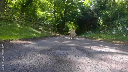 slow motion low angle of a unique and new bread goldendoodle walking on a leash or lead in the summer down a english country road in the summer. photo