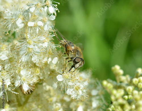 Striped fly close-up eating nectar on small white flowers