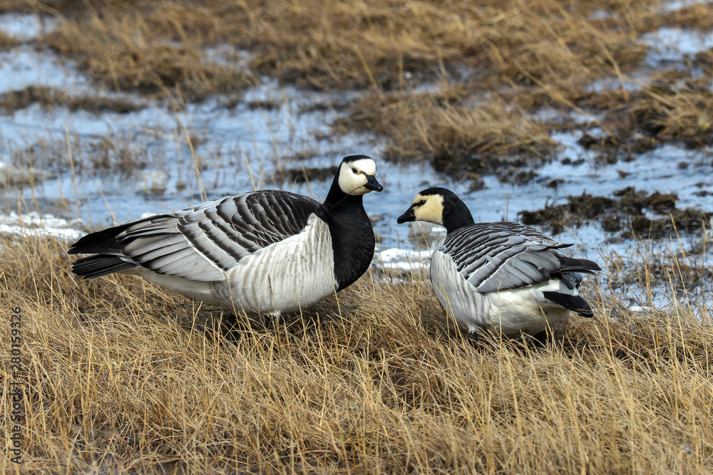 Bernache nonnette, Branta leucopsis, Barnacle Goose, Norvège, Spitzberg, Svalbard Bernache nonnette, Branta leucopsis, Barnacle Goose, Norvège, Spitzberg, Svalbard