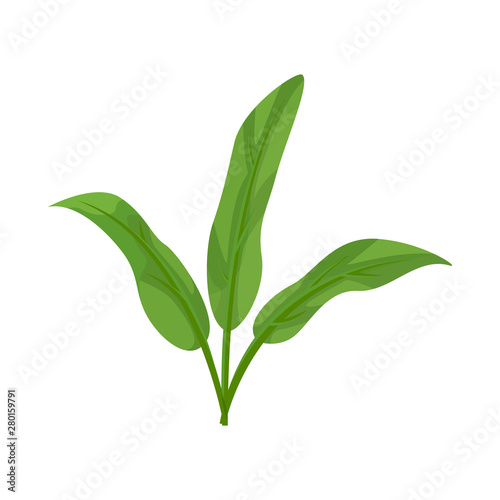 Vector illustration of shrubbery and decoration icon. Collection of shrubbery and season stock vector illustration.