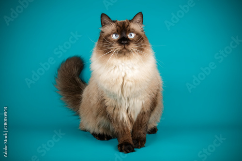Εκτύπωση καμβά Neva masquerade cat on colored backgrounds