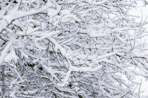 Dense tree branches covered with snow  background for design_