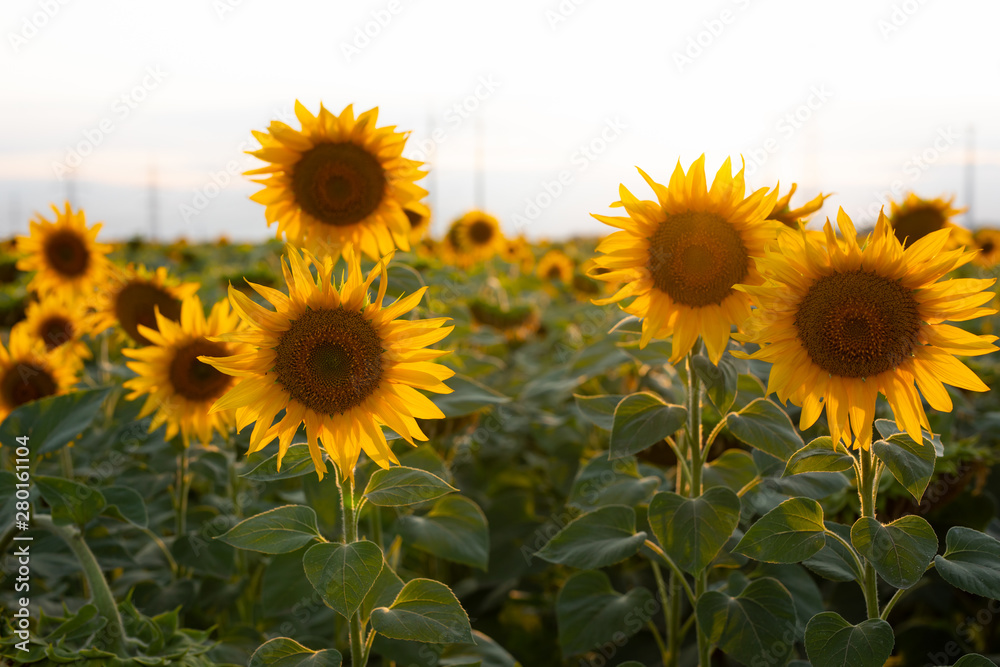 Sunflower field, nature, landscape Sunflower field, nature, landscape