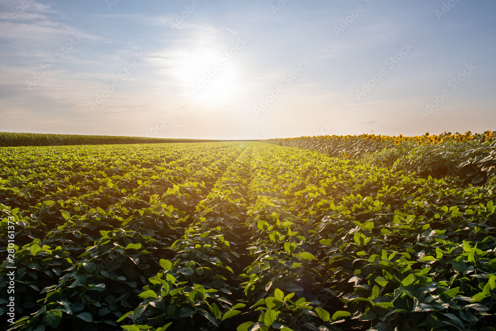 Soy bean fields at sunset. Soy bean fields at sunset.