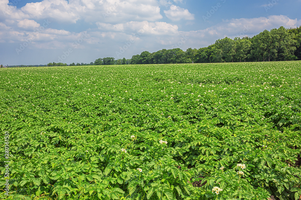 Large field of blooming potato plants in Flanders