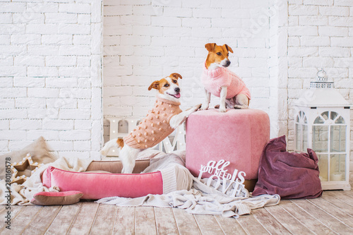 jack russell in sweater