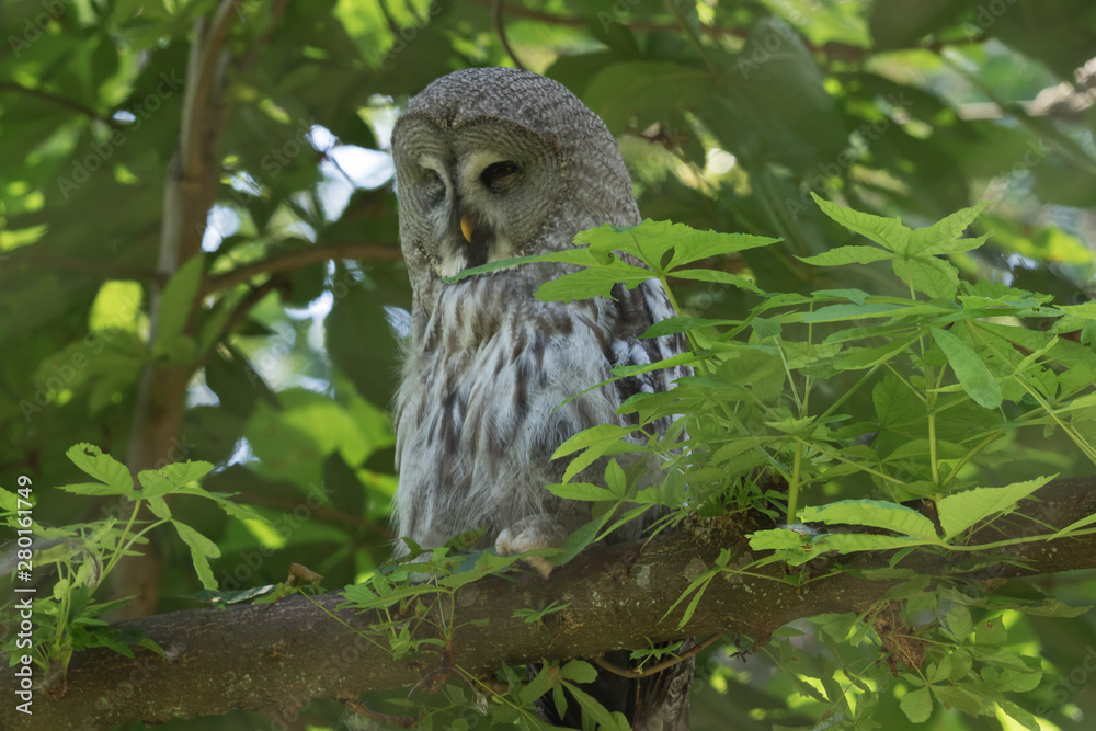 Fototapeta premium Great Grey Owl sleeping in a tree. Selective focus on the animal.