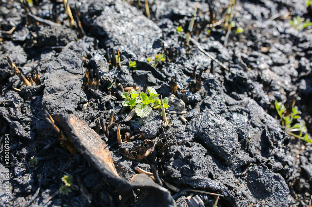 Green plant growing through dry and burnt ground. Ecological disaster. Environment pollution. Survival of the nature. Green plant growing through dry and burnt ground. Ecological disaster. Environment pollution. Survival of the nature.