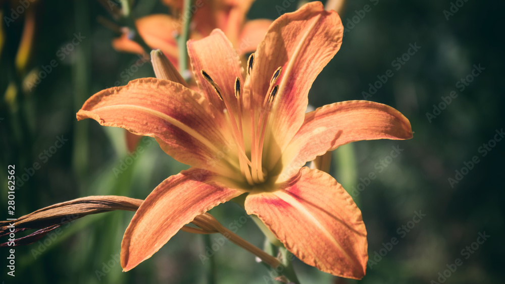 Tiger lily. Orange flower. Garden flower. Lily. Tiger lily. Orange flower. Garden flower. Lily.