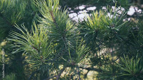 Pine tree branch. Pine tree background. Nature background. Green background.