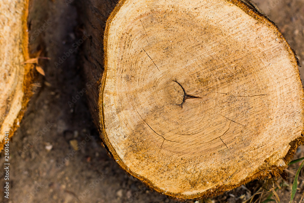 Naklejka premium Textured natural wooden background for design mockups.Firewood woods