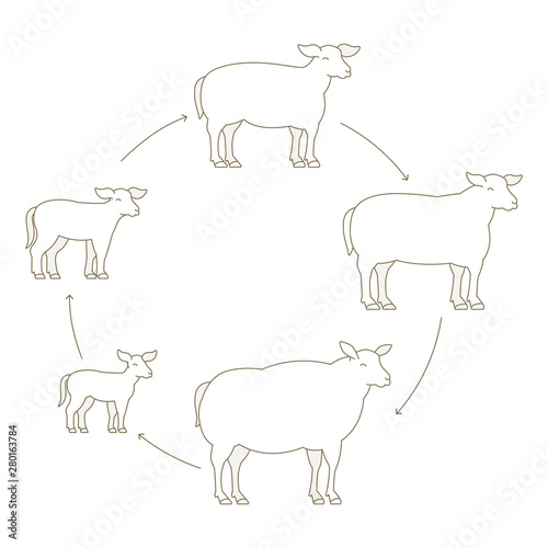 Round Stages of mutton growth set. Breeding ewe. Wool lamb production raising. Yeanling grow up animation circle progression. Outline contour line vector illustration.