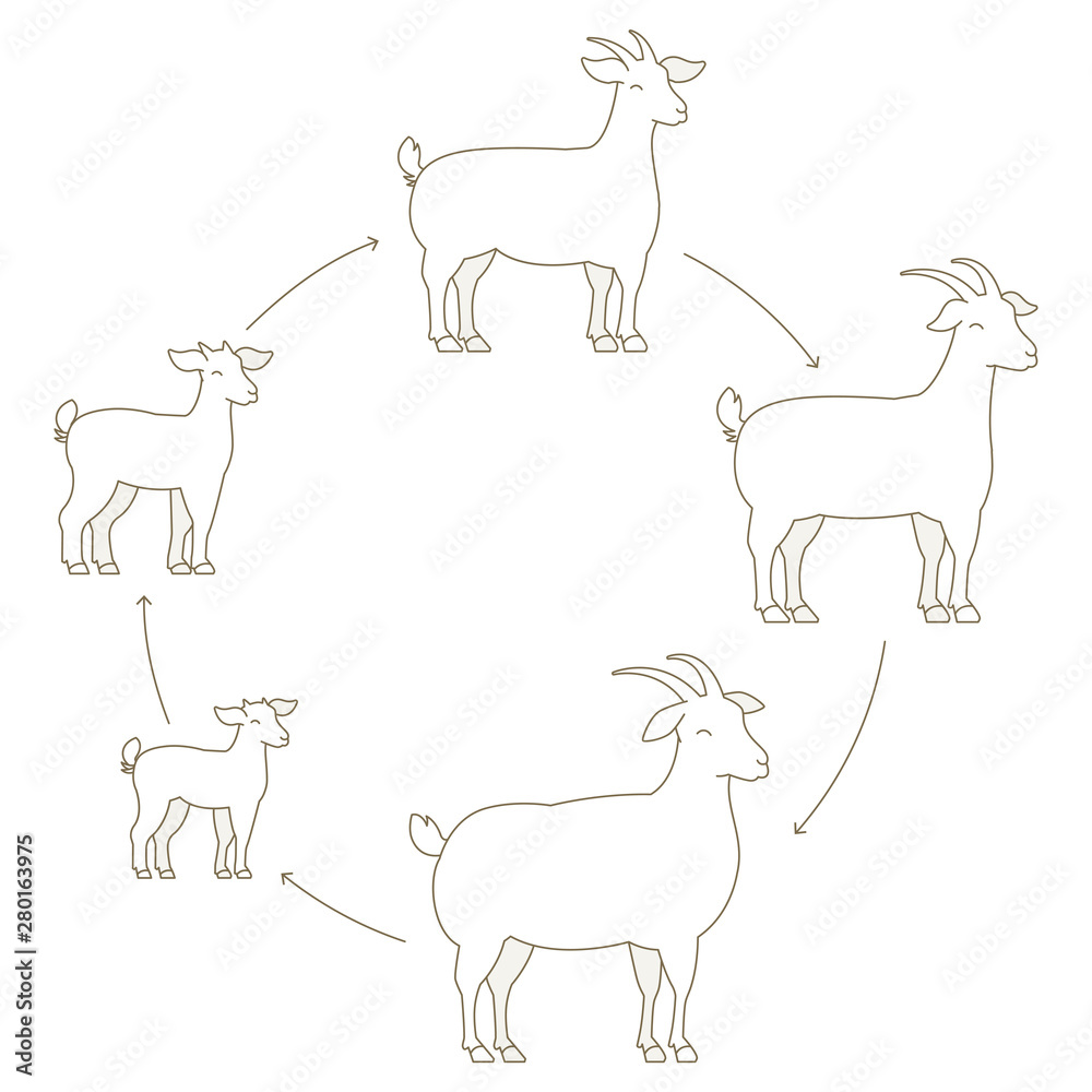 Round Stages of goats growth set. Animal farm. Breeding wool production raising. Lamb grow up animation circle progression. Outline contour line vector illustration.