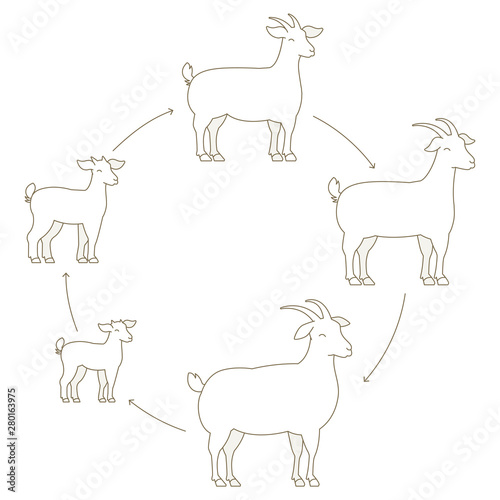 Round Stages of goats growth set. Animal farm. Breeding wool production raising. Lamb grow up animation circle progression. Outline contour line vector illustration.