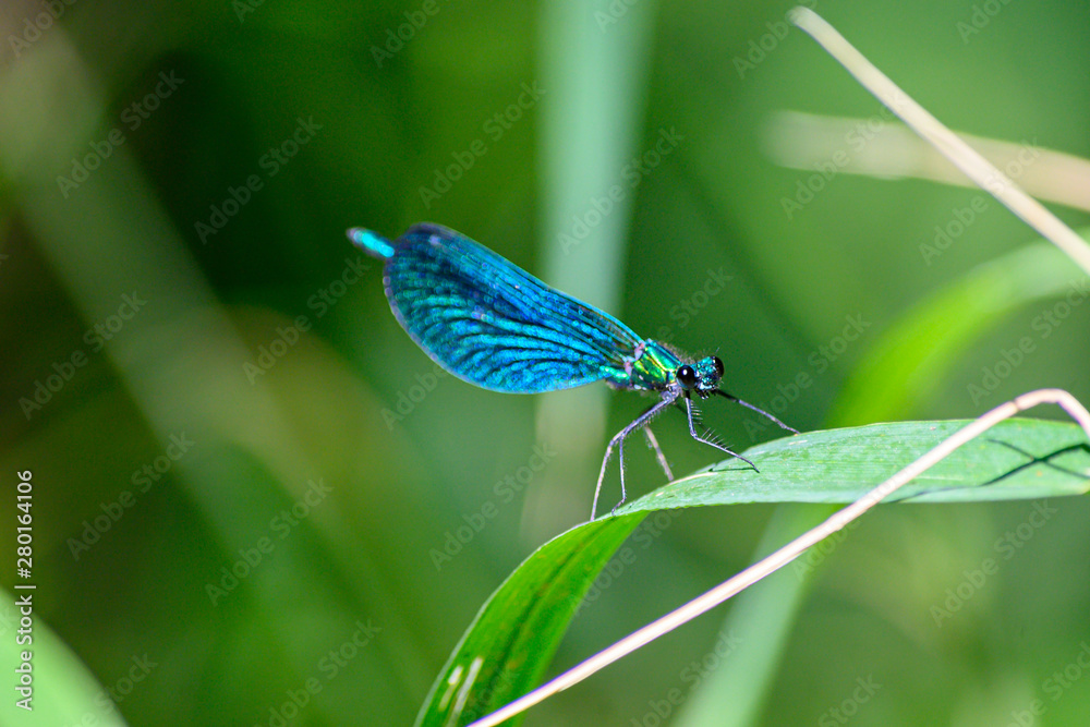 Libellule bleue sur une feuille Libellule bleue sur une feuille