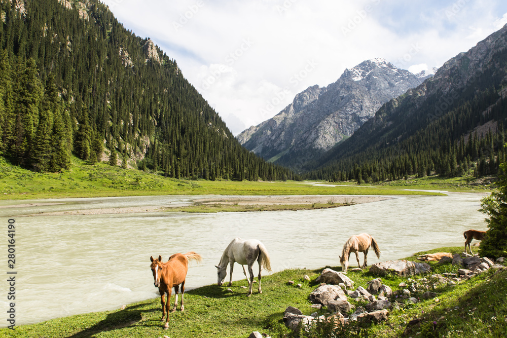 Fototapeta premium horses in altyn arashan valley in Kyrgyzstan with green fields and wide river