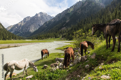 horses in altyn arashan valley in Kyrgyzstan with green fields and wide river