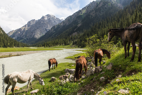 horses in altyn arashan valley in Kyrgyzstan with green fields and wide river photo