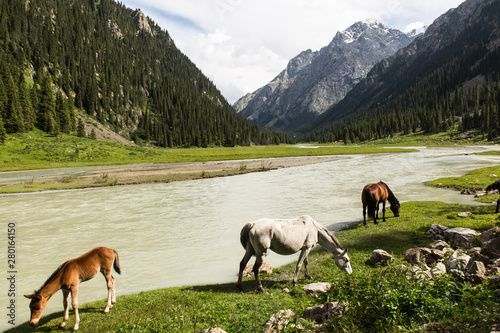 horses in altyn arashan valley in Kyrgyzstan with green fields and wide river