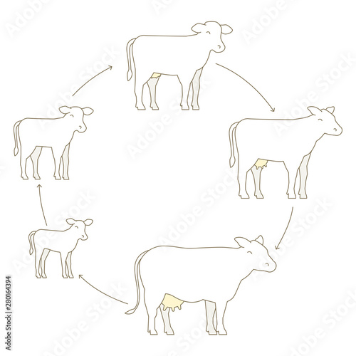 Round Stages of cow growth set. Milk farm. Breeding cow. Beefs production. Cattle raising. Calf grow up animation circle progression. Flat vector.