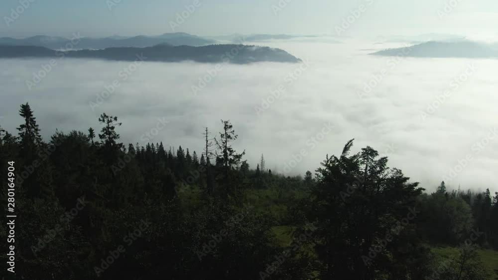 moving forward to pine woods forest and mountain valley with sun flare in summer day.Europe Ukraine outdoor green nature scape mountains wild aerial establisher.4k drone flight establishing shot