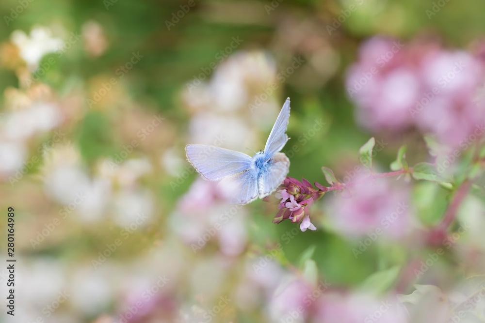 butterfly bluebird in the flowers of oregano on a sunny summer day, colorful bright background