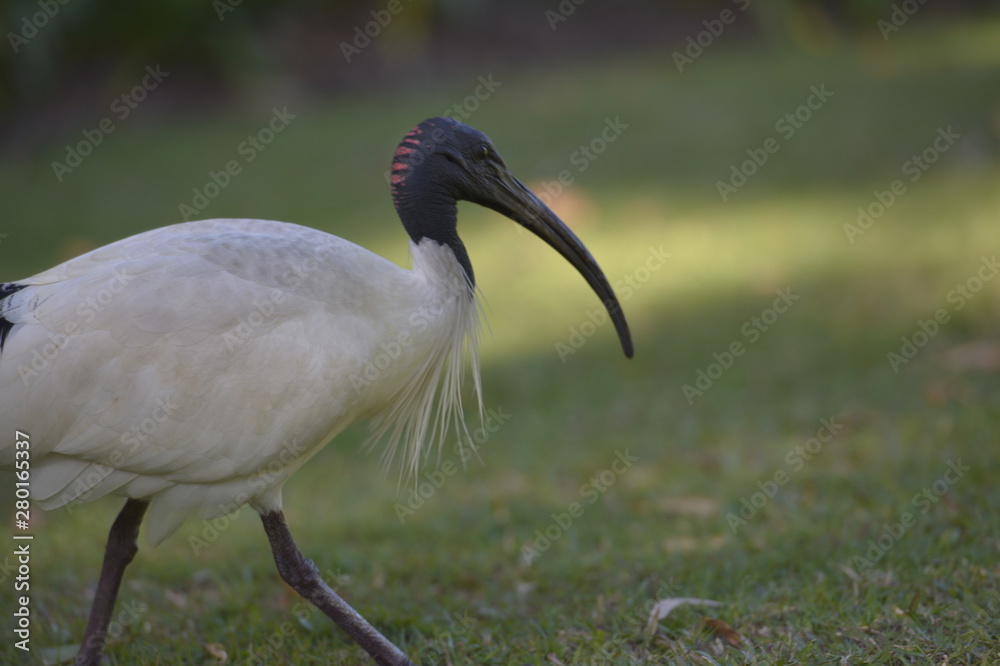 Fototapeta premium bird